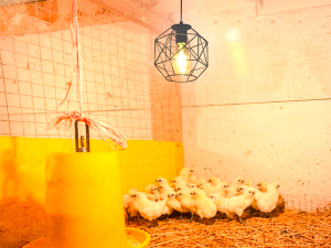 chicken coop chandelier
