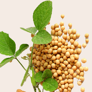 soybean, nattokinase source, plant-based enzyme, natural supplement ingredient