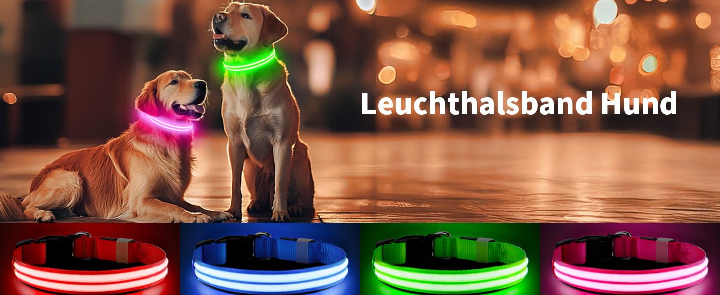 Leuchthalband -Hund