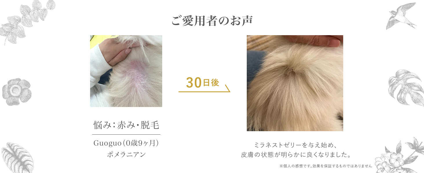 犬用 ゼリー