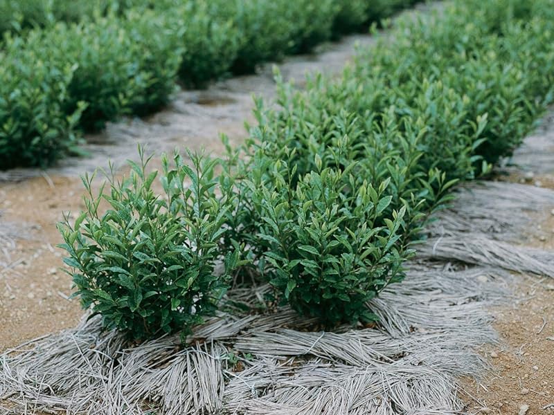 Campo de Té Matcha, Matcha, Té Matcha