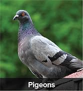  Birds Suloレモンscope Smooth Criminal Hybrid Summer Squash Seed For Sale