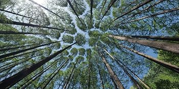 glücksbringer kleeblatt