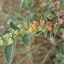 Ashwagandha Pflanze Schlafbeere in der Natur.