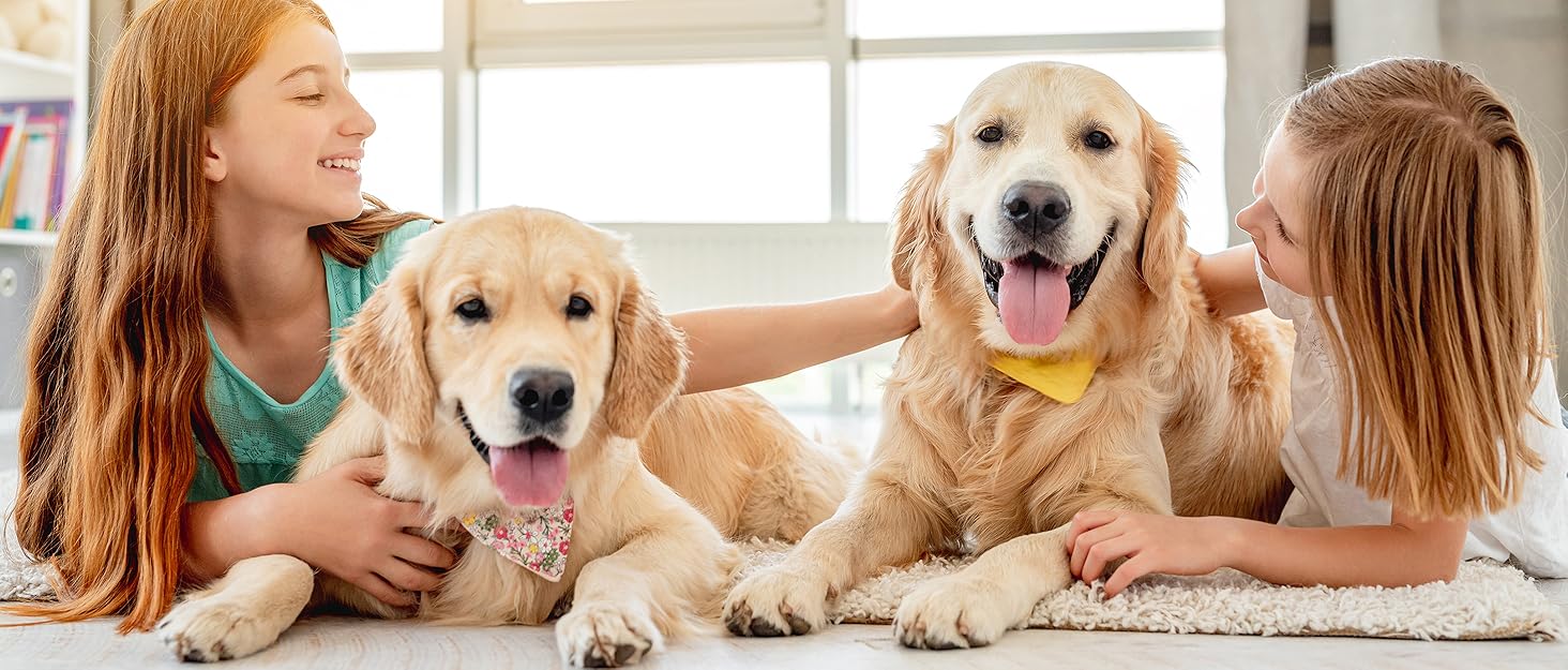 Cute golden retriever dog and its little owner are playing on the ground