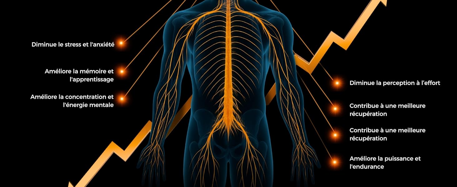Illustration anatomique du système nerveux humain avec des voies nerveuses orange surlignées sur une silhouette bleue. La ligne graphique de tendance ascendante recouvre l'image. Les libellés de texte indiquent différentes parties du système nerveux.