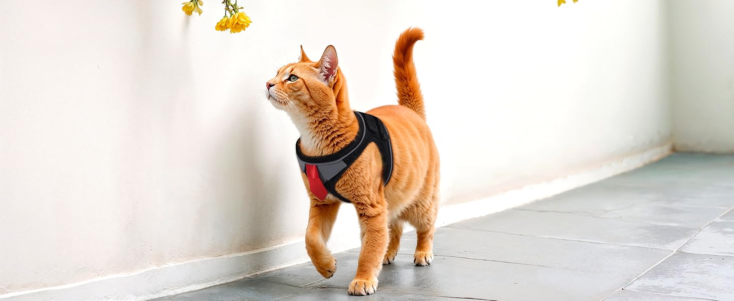 cat harness and leash