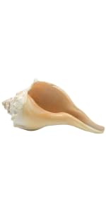 置物 atrantic whelk shell Amazon.com: Atlantic Whelk Sea Shell | Florida Left Whelk