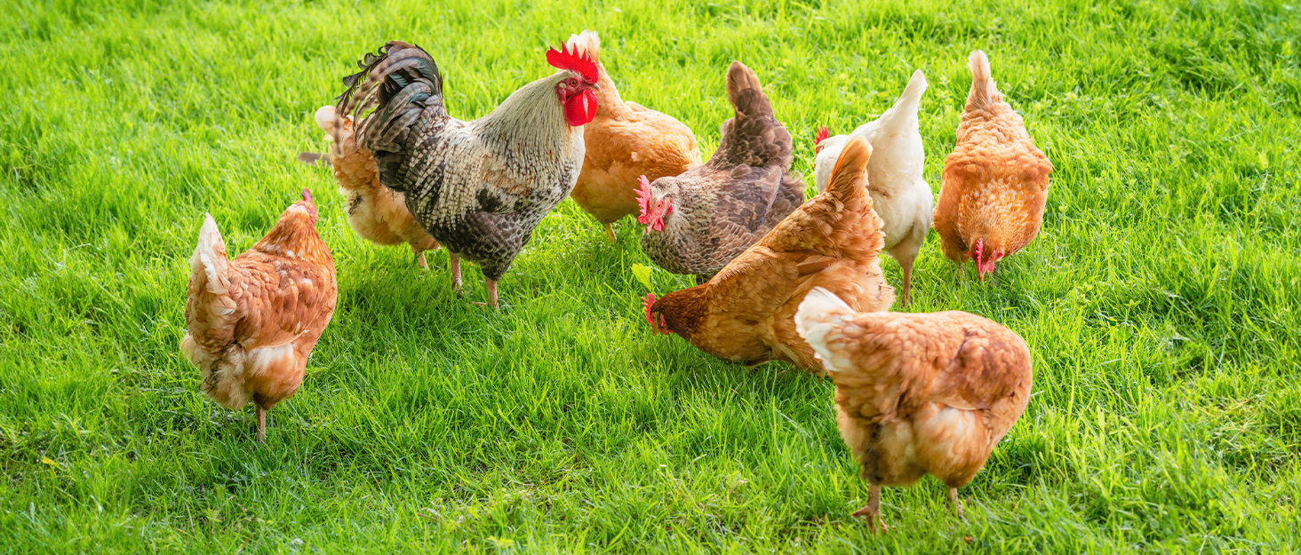 Tetuga Chicken Brooder Box for Chick Starter Kit 10