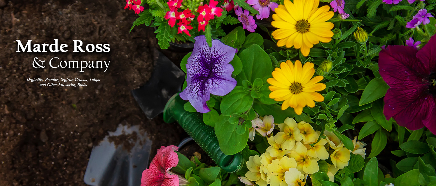 Marde Ross & Company Ferrari Amaryllis Large Red Bare