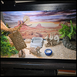 Reptiles Resin Triceratops Skull Hide Decoration