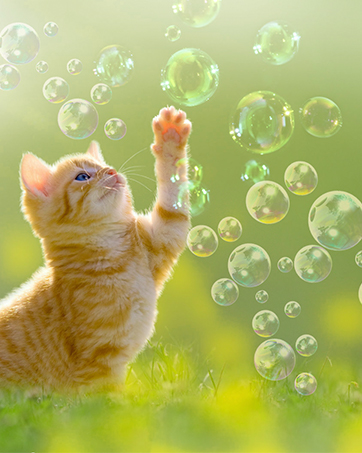 Automatic bubble machine
