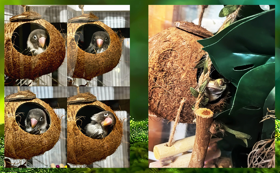 reptile hide,leopard gecko hide,reptile hides,gecko tank accessories