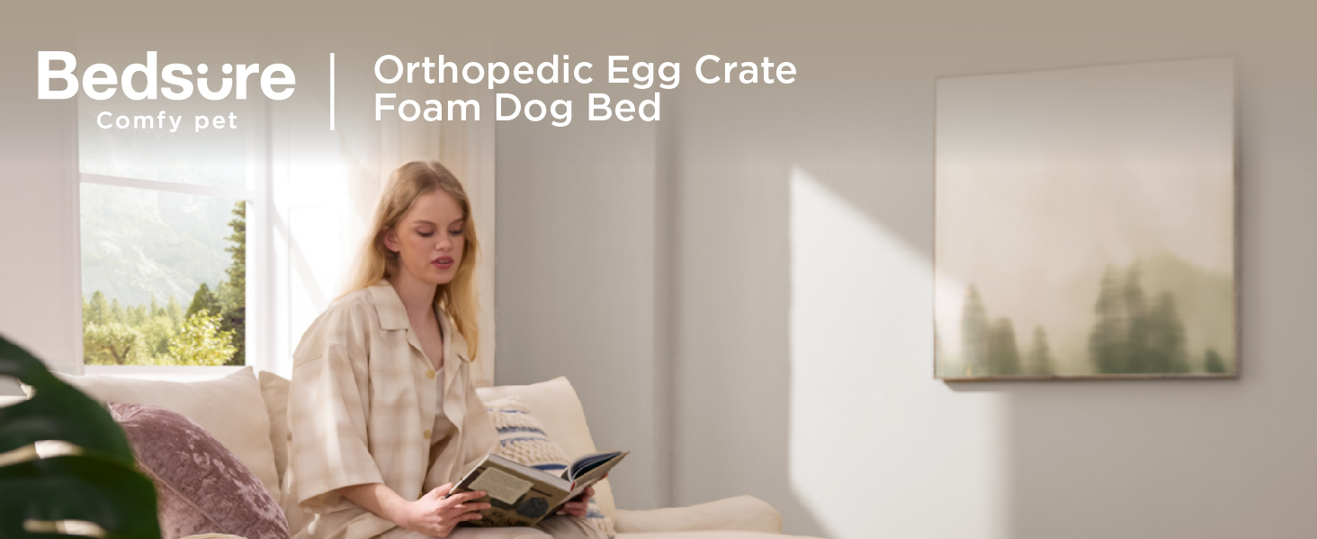 dog bed