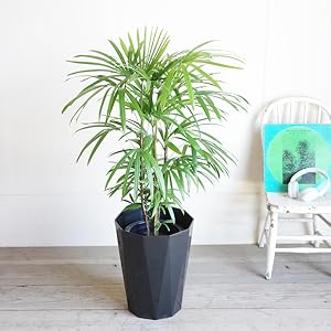 観葉植物 シュロ竹約1.5メートル 黒鉢 観葉植物 シュロ竹約1.5メートル 黒鉢