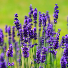 Small manufacture image 6