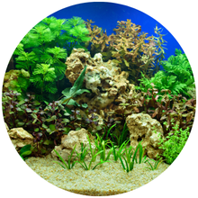 Cute Farms Houseplant Tap Water Conditioner Purifies Water