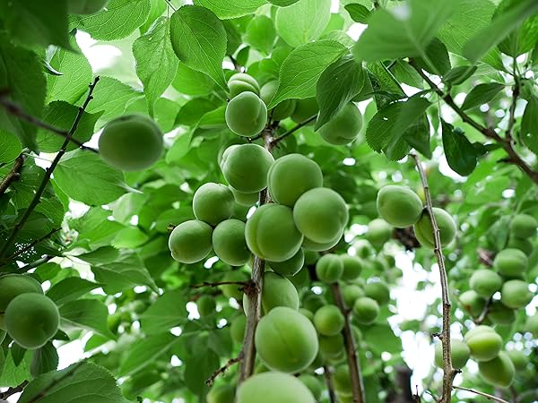 南高梅 成木 樹齢8年 南高梅 成木 樹齢8年