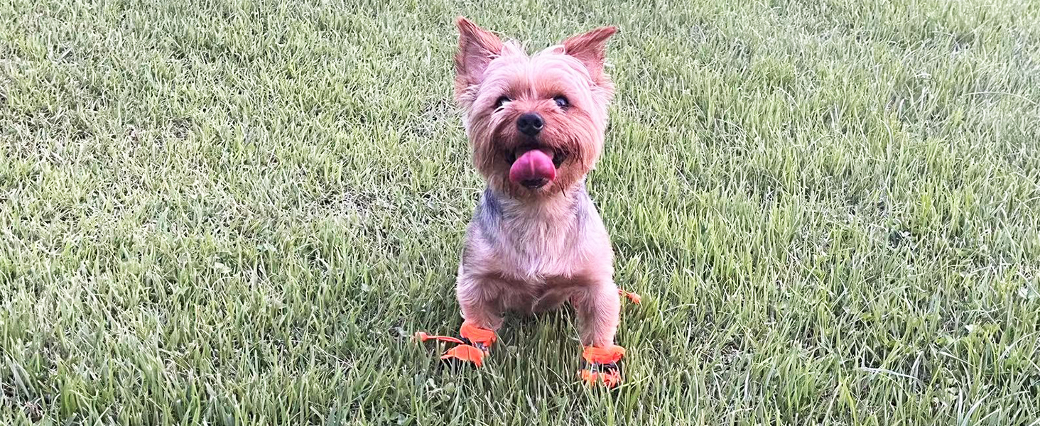 Leconpet Dog Shoes Waterproof Dog Boots for Small Medium