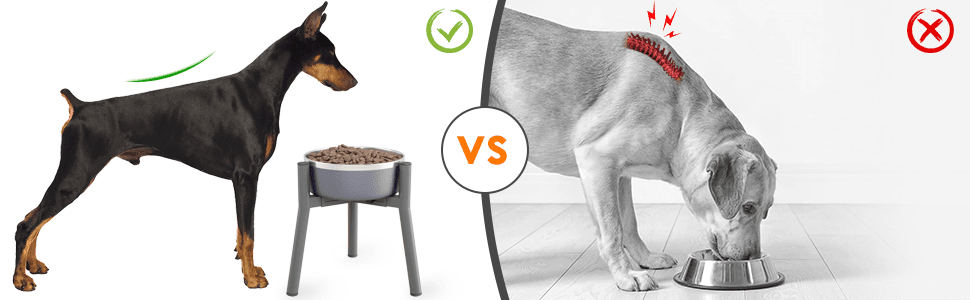 single dog bowls stand