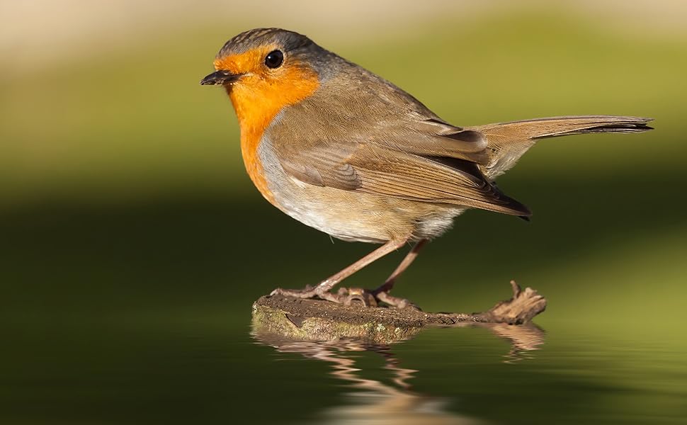 Rotkehlchen-Wasservogel-Hintergrund
