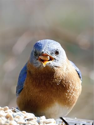 Schoen Farms Safflower Seed