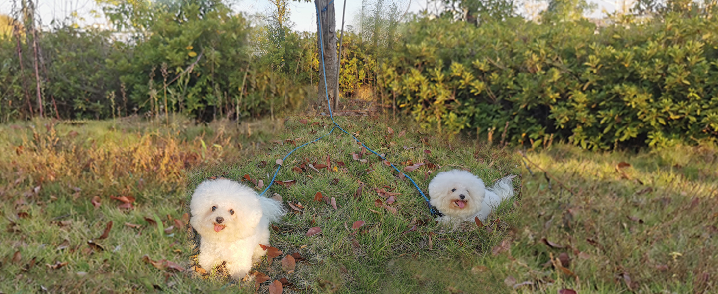 dog tieout for 2 dogs