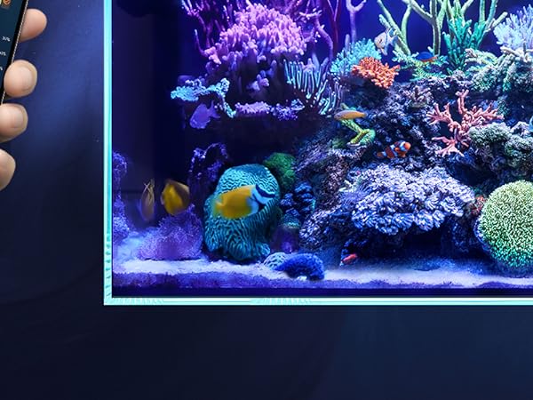 coral reef  OT7 Rainbow bounce are growing strong 💪🏻 mushroomcoral