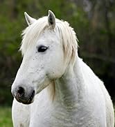 shampoo mane and tail soothe and shine pure sole horse spot cleaning