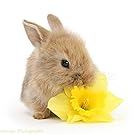 rabbit flower