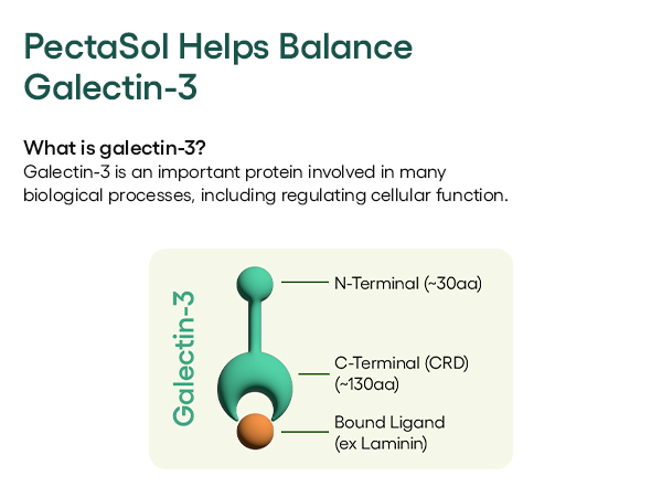 PectaSol Helps Balance Galectin-3