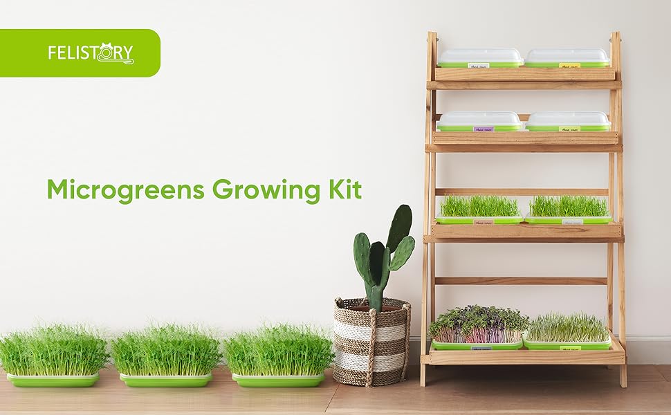 Green Seed Sprouter Trays with Lid