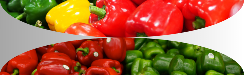 capsicum seeds, capsicum vegetable seeds, capsicum combo