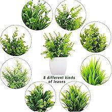 8 different kinds of leaves