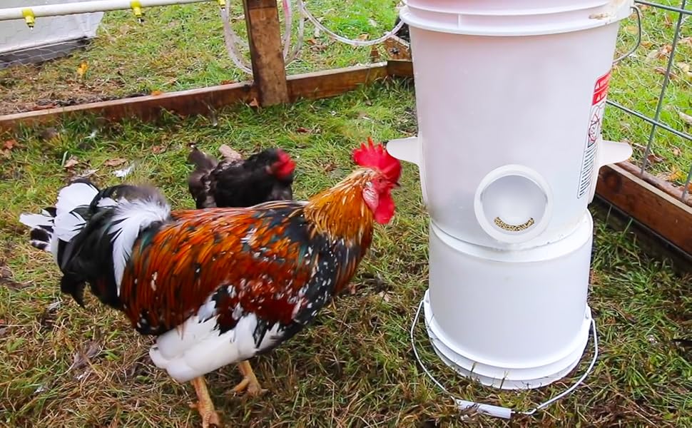 Chicken feeder 6