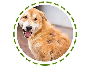  itch relief for dogs