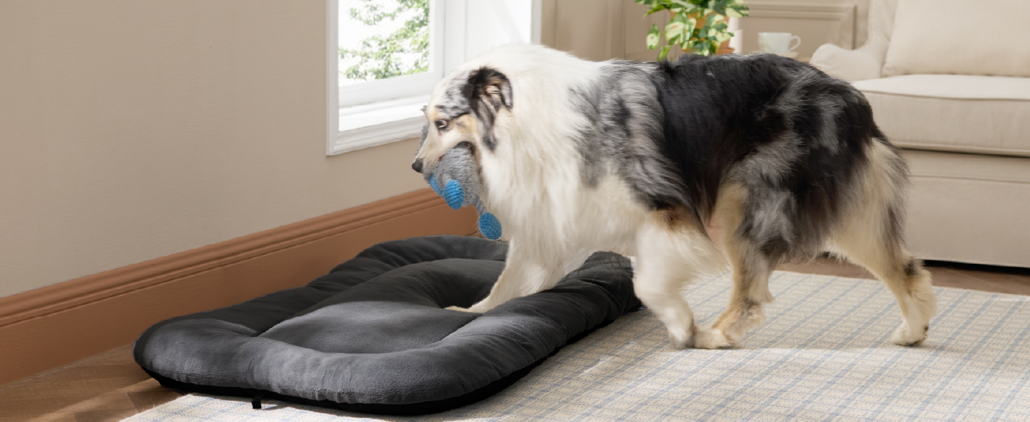 Ein schwarz-weißer Australian Shepherd schnüffelt oder untersucht eine dunkle Matte auf einem Hartholzboden in der Nähe des Fensters.