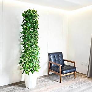 Amazon｜ポトス タワー仕立て 観葉植物 10号 大鉢 観葉植物 インテリア