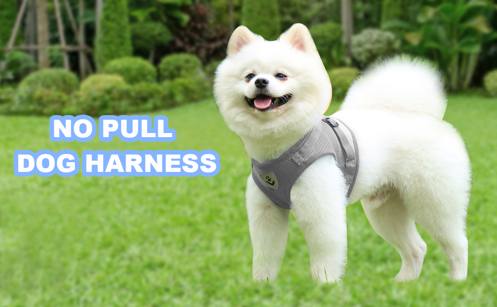 kleine weich gepolstert mittelgroße mittlere große hund 