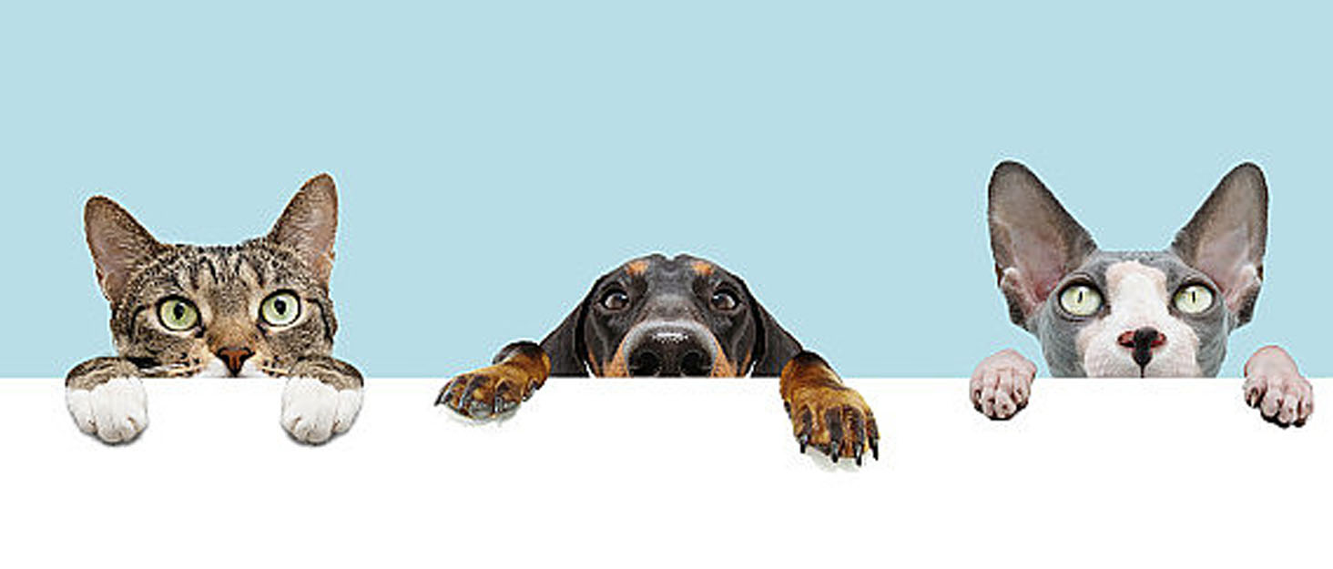 CHANCCI Active Moving Pet Plush Toy Interactive Dog Toys Talking Shake Bounce Boredom Toys Jumping Pig Toy For Dog Washable Cartoon Pig Plush Moving Dogs Ball For Pets Cat Small And Medium Dogs (Blue) 10 Pet products