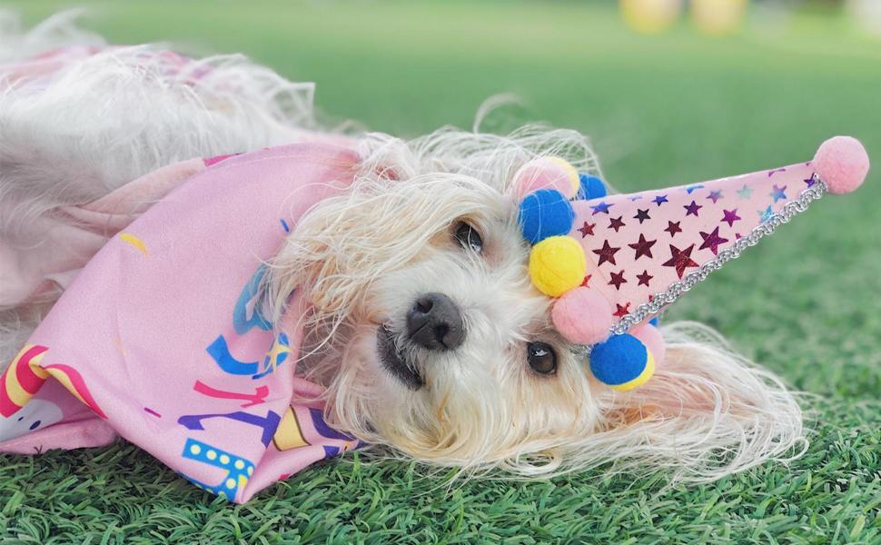 a white dog wearing a party hat laying on the grass.
