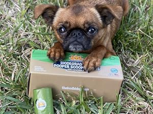 brussels griffon pup lying in grass with poo bags