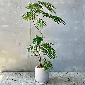 Amazon｜SUZUHA エバーフレッシュ 観葉植物 本物 曲がり仕立て 7号