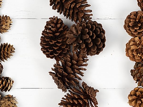 Natural Larger PineCones