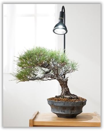 Amazon.co.jp: BARREL 正規代理店【SUSANOO 10W】ホワイト 植物