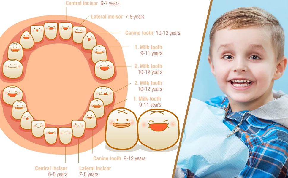 Children's Deciduous Tooth/Umbilical Cord/Lanugos Memory Storage Box.