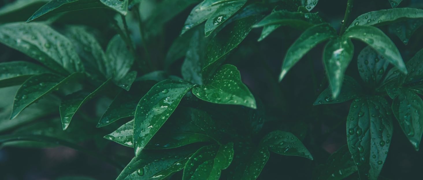 Hanging Planter Gifts