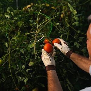 Man looking at tomatoes