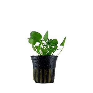 Ceratopteris thalictroides