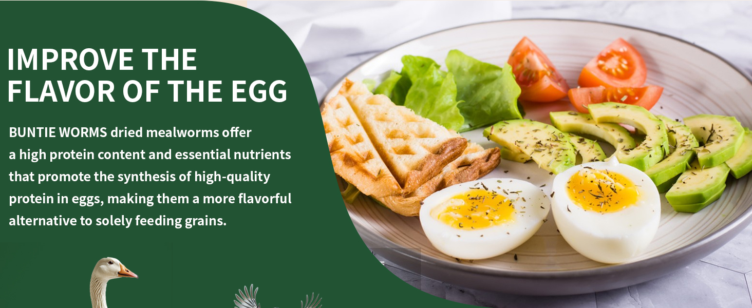 dried mealworms for birds